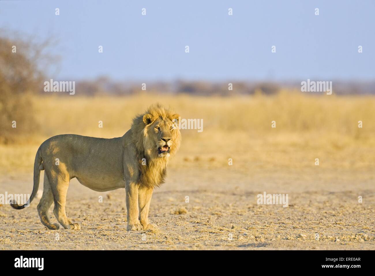 Cloud lion hi-res stock photography and images - Alamy