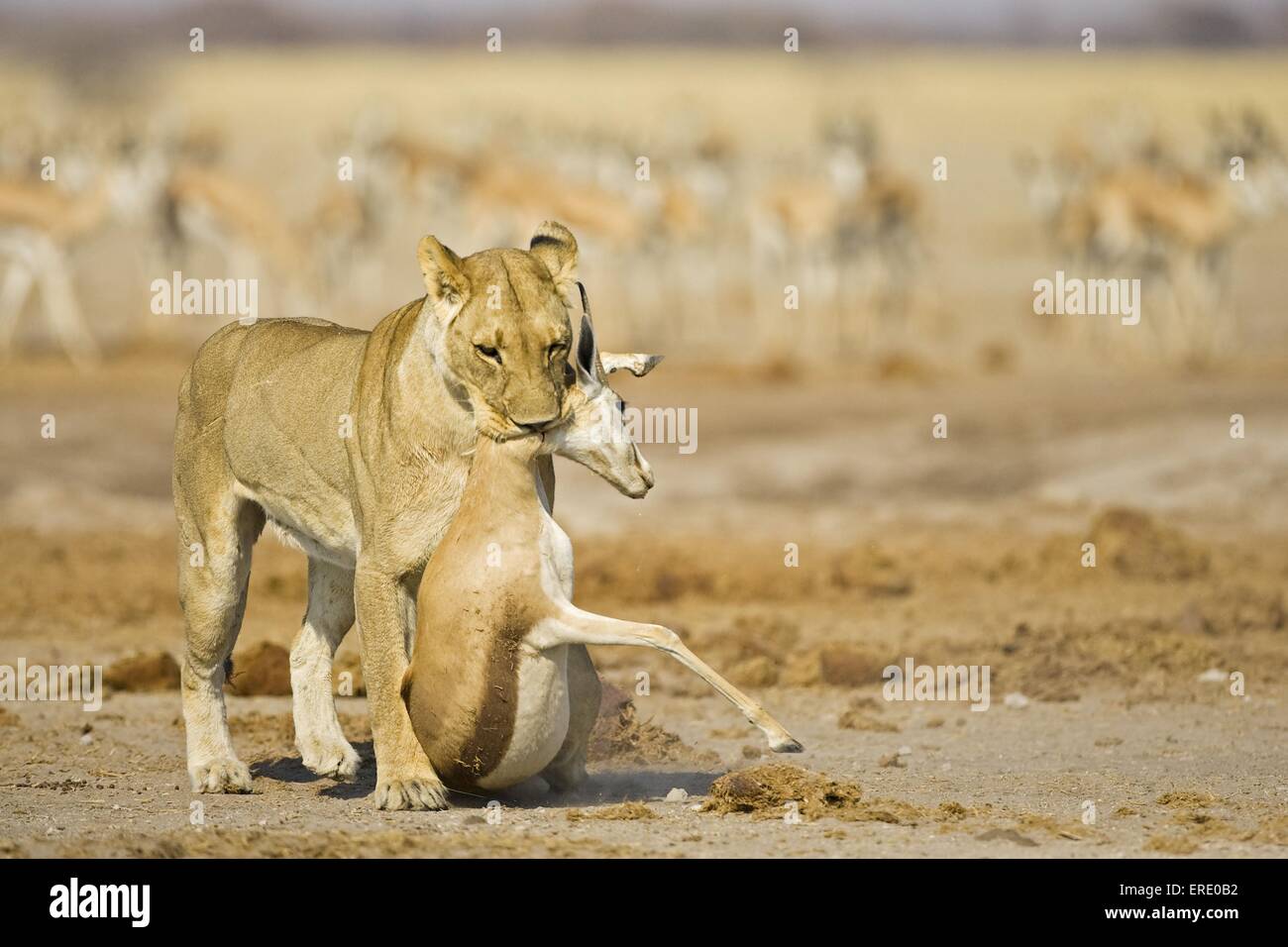 hunting lioness Stock Photo