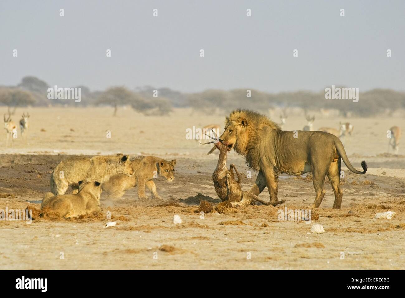 eating lions Stock Photo