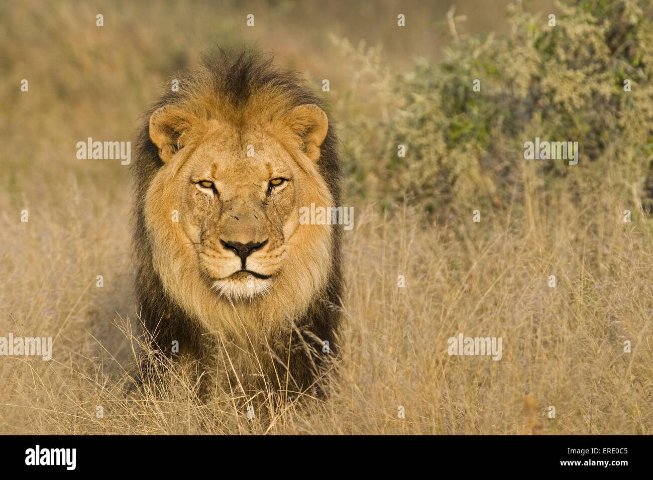 Frontal portrait of a male lion hi-res stock photography and images - Alamy