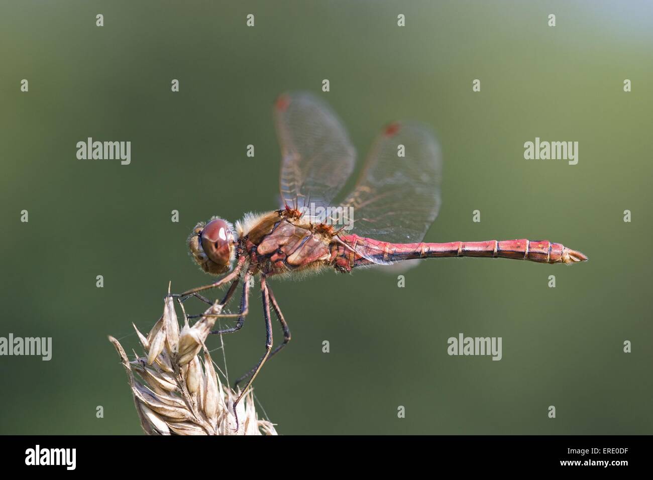 darter Stock Photo