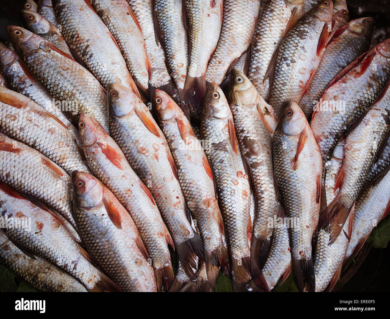 Close up of fresh fish for sale in market Stock Photo