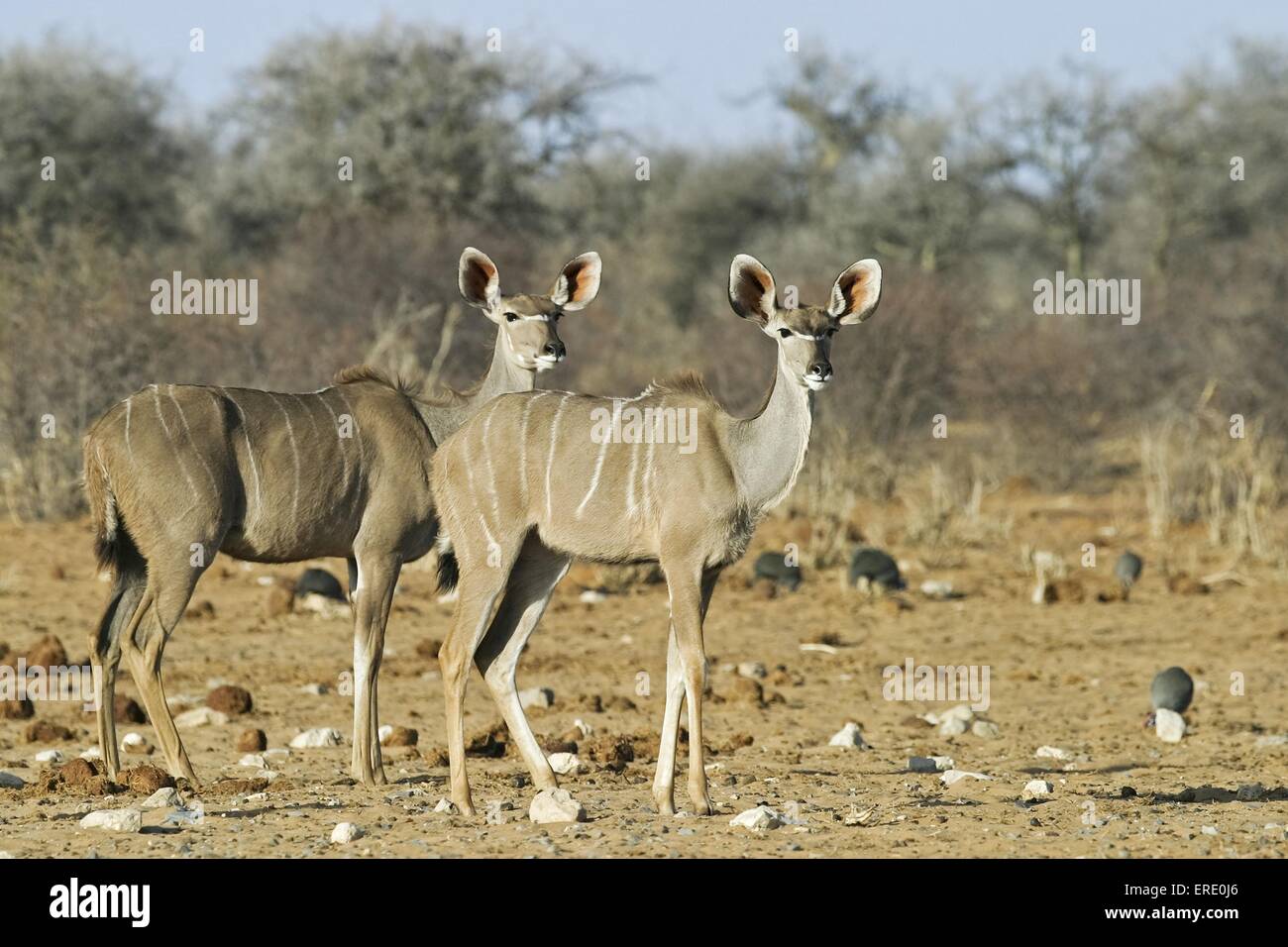 greater kudus Stock Photo