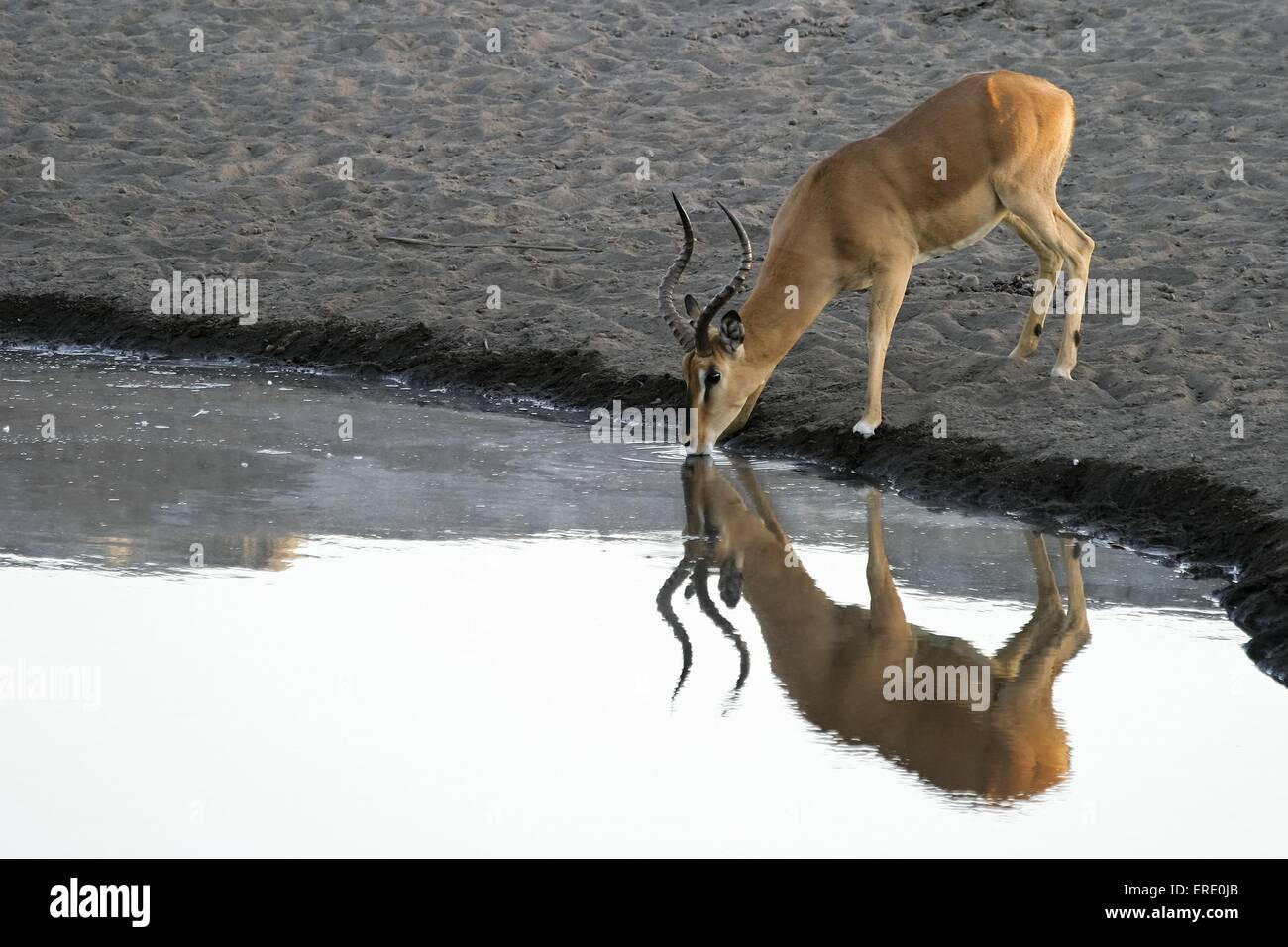 drinking impala Stock Photo