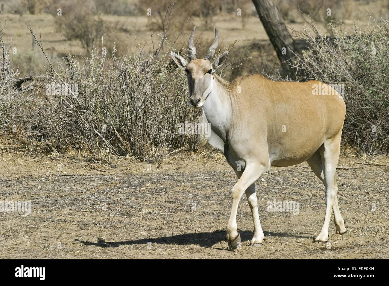 common eland Stock Photo