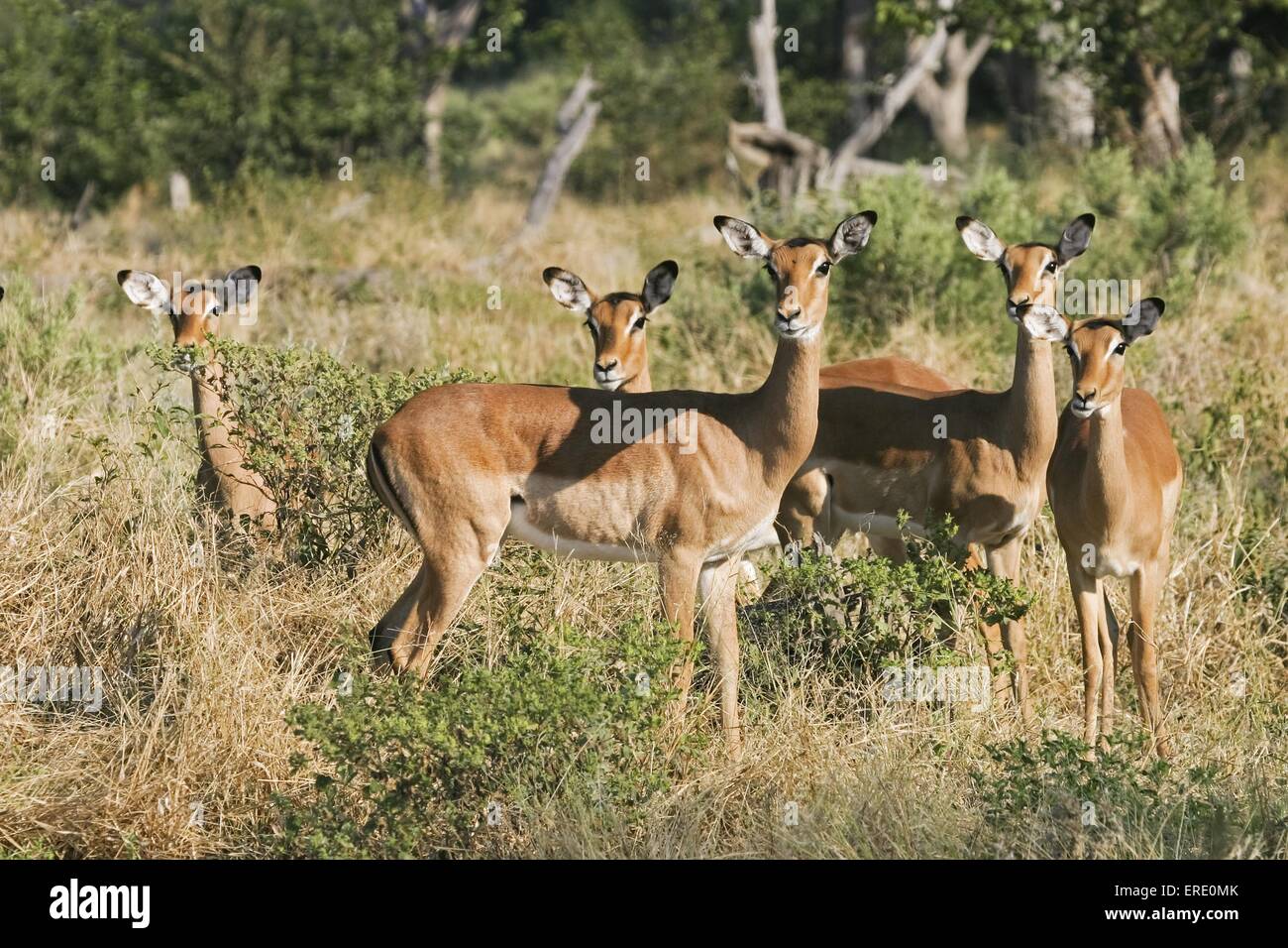 impalas Stock Photo