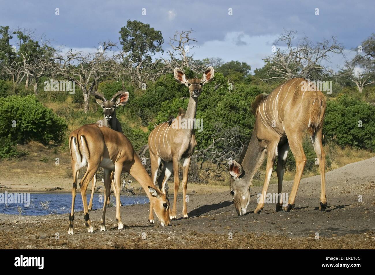 greater kudus Stock Photo