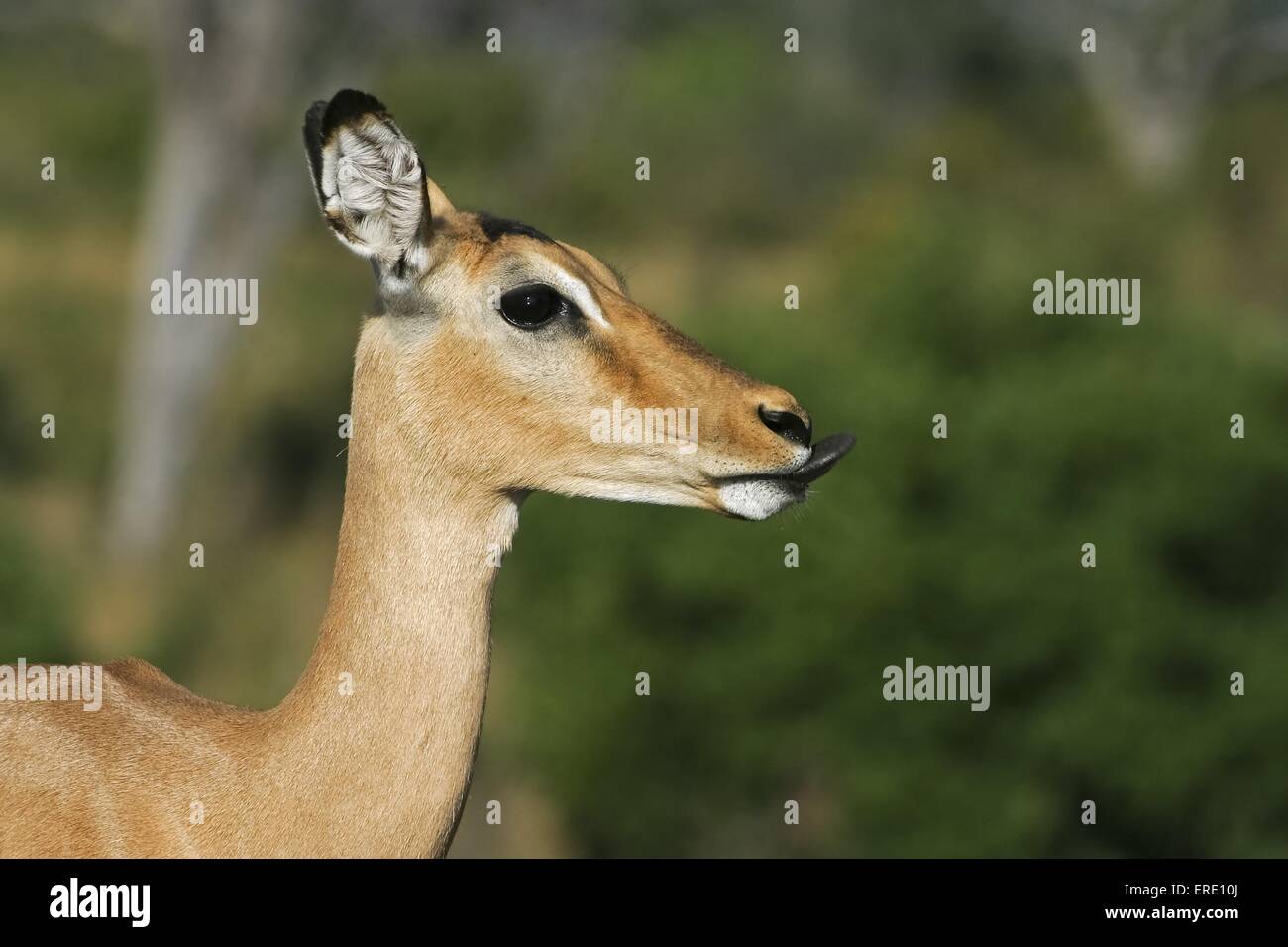 impala portrait Stock Photo