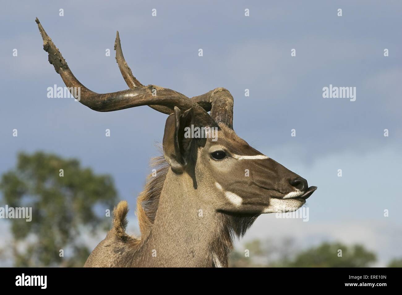 greater kudu portrait Stock Photo