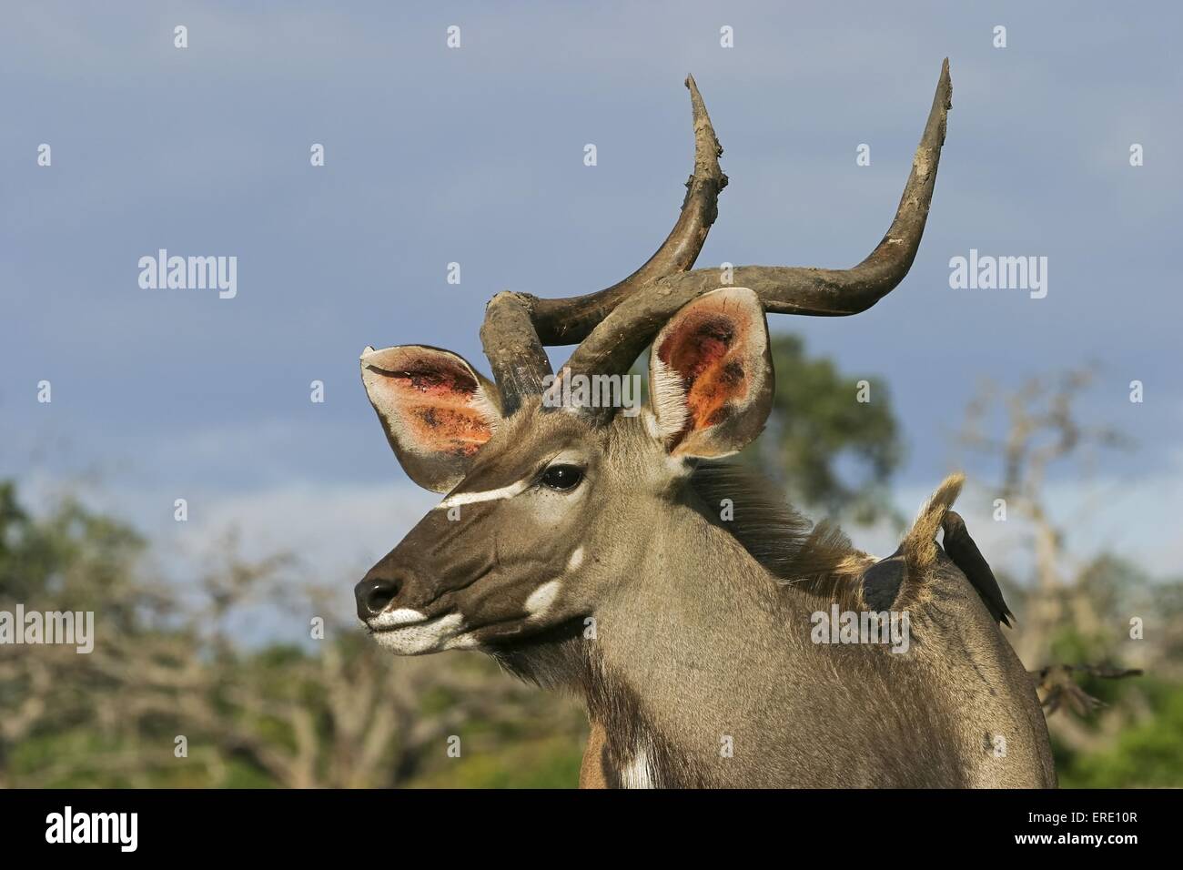greater kudu portrait Stock Photo