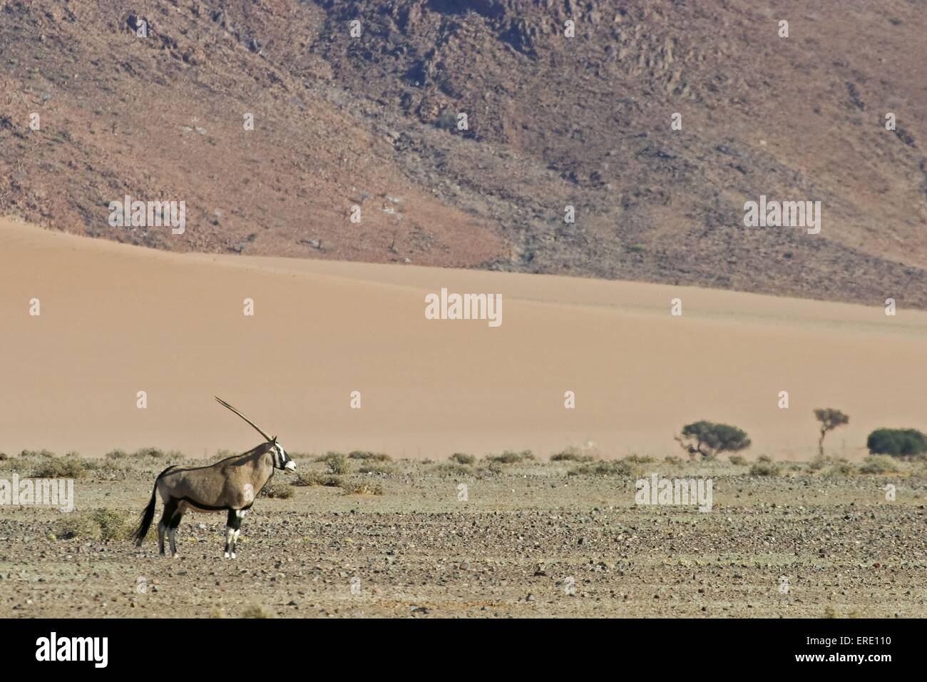 gemsbok Stock Photo