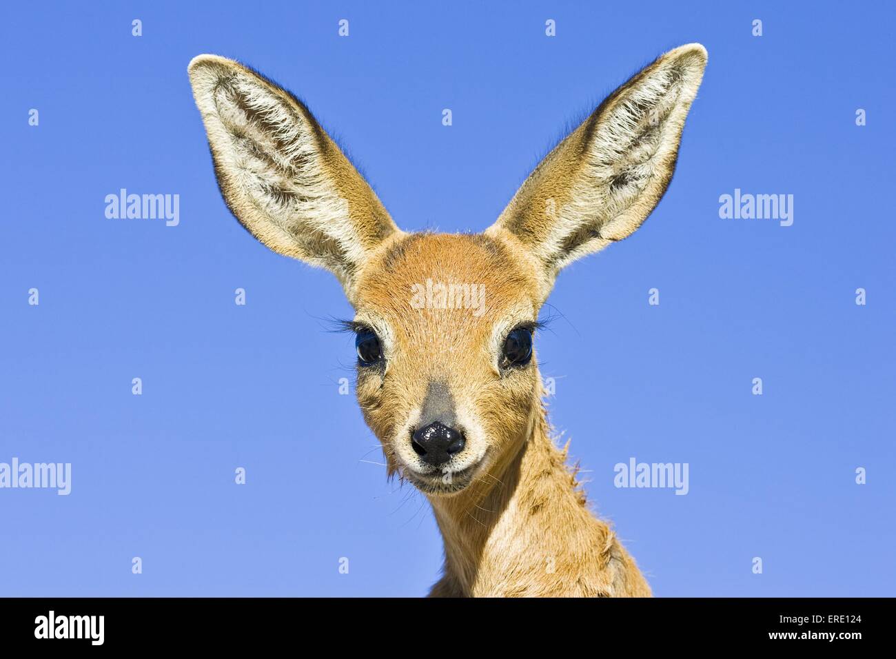 steenbok portrait Stock Photo