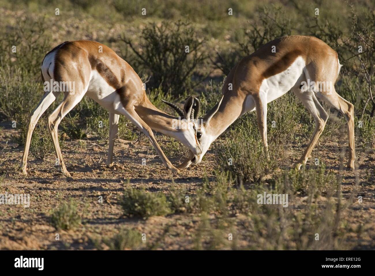 fighting springboks Stock Photo