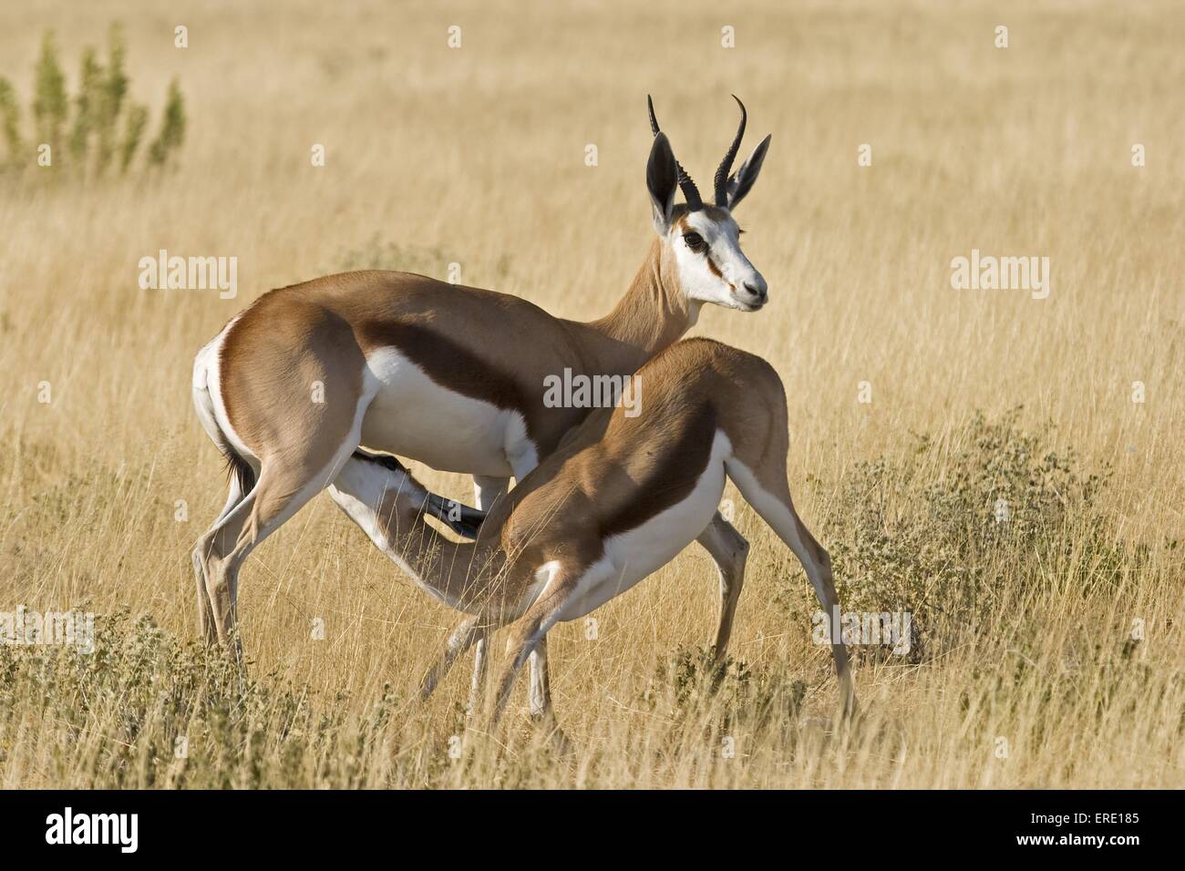 springbok with baby Stock Photo