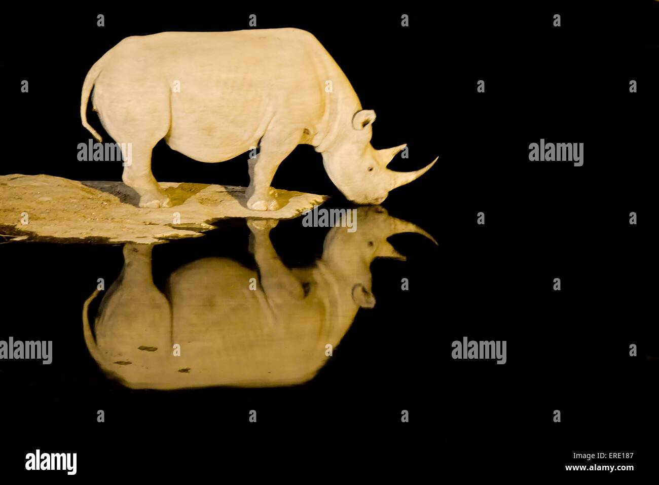 black rhino Stock Photo