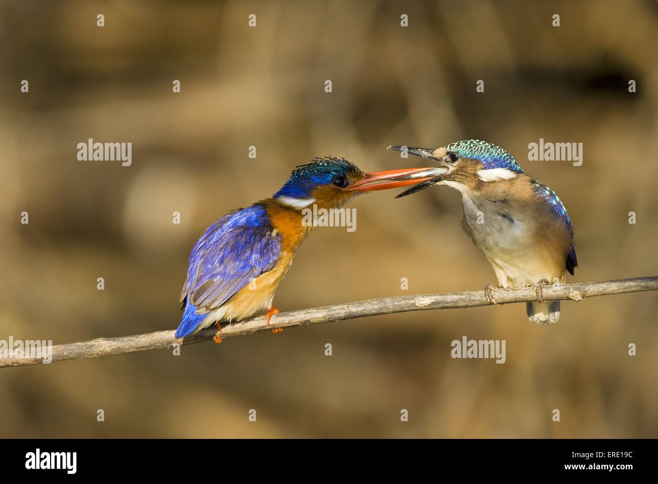 malachite kingfisher feeds fledgling Stock Photo
