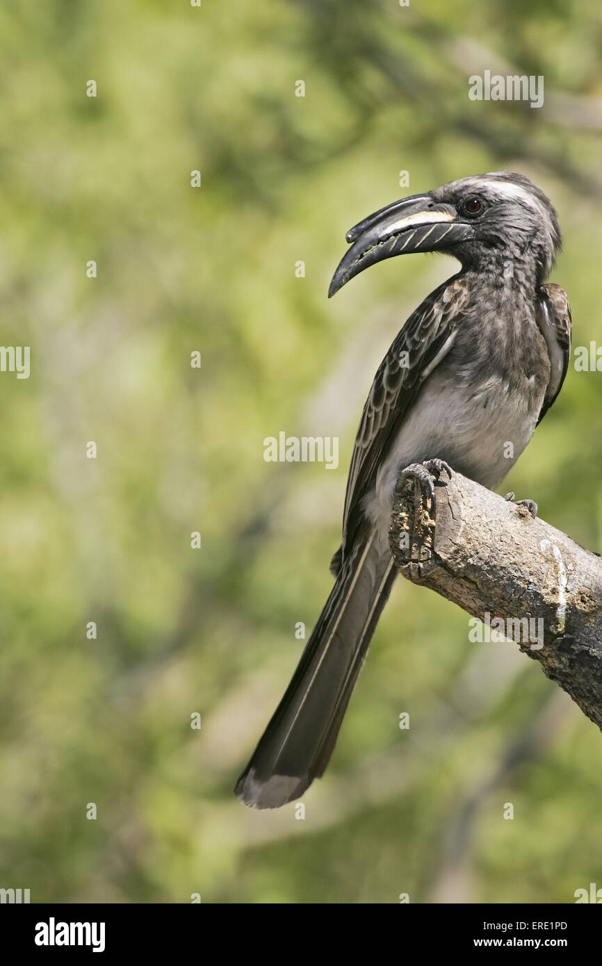 african grey hornbill Stock Photo