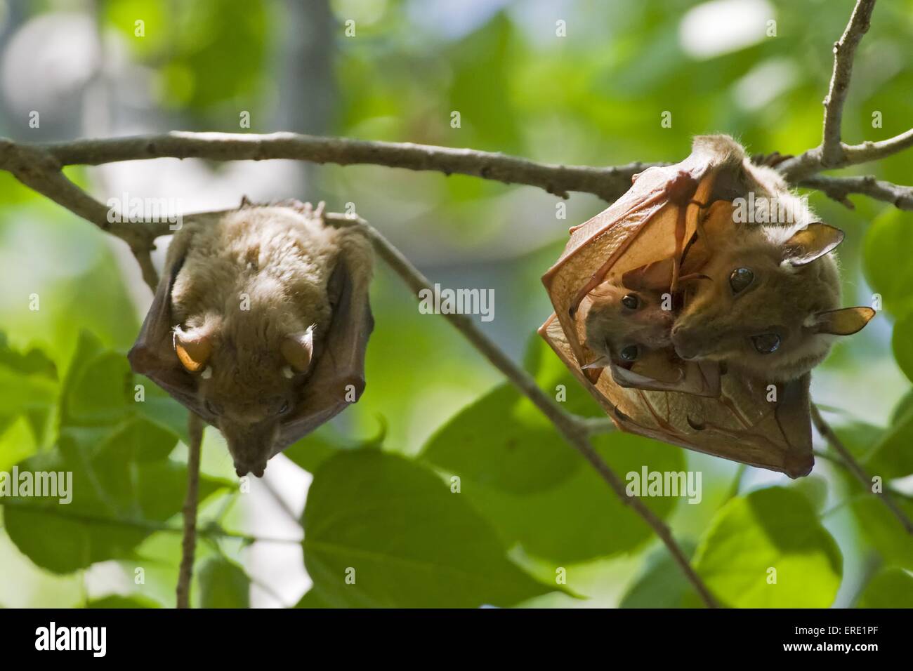 fruit bats Stock Photo