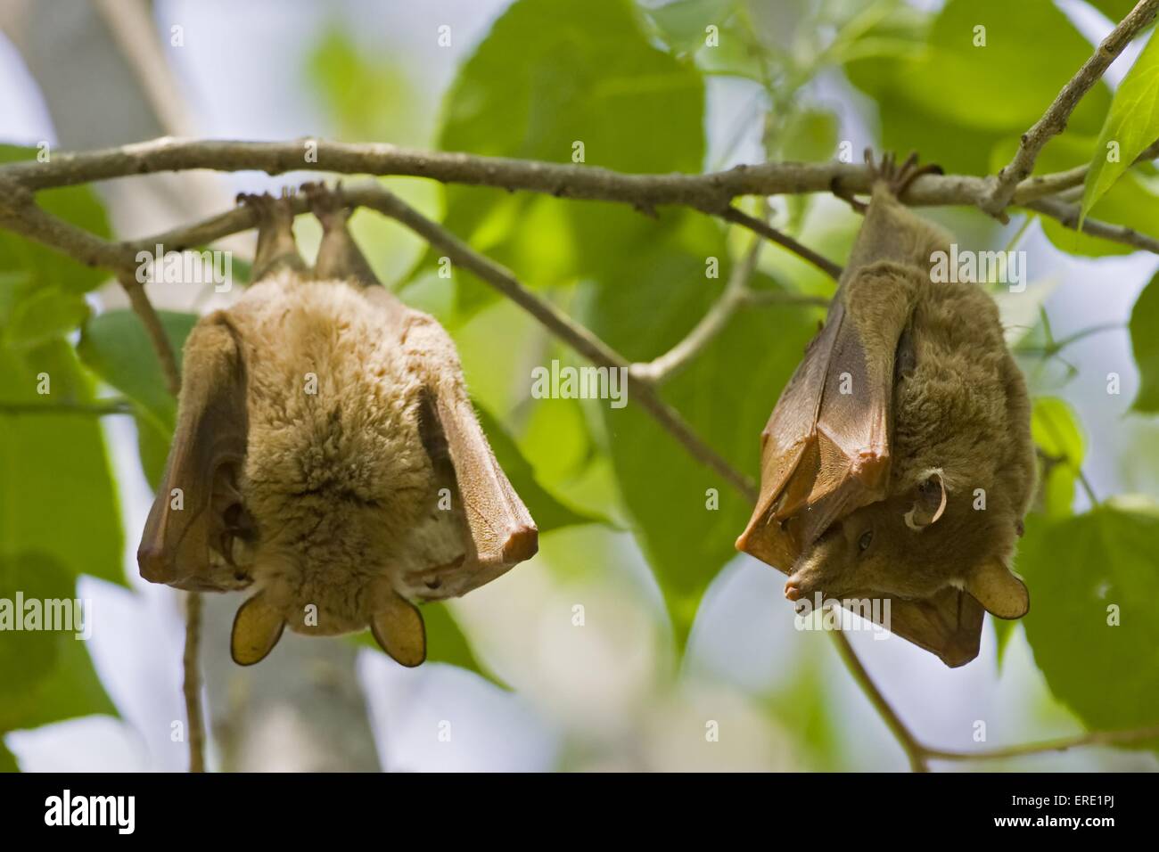 fruit bats Stock Photo