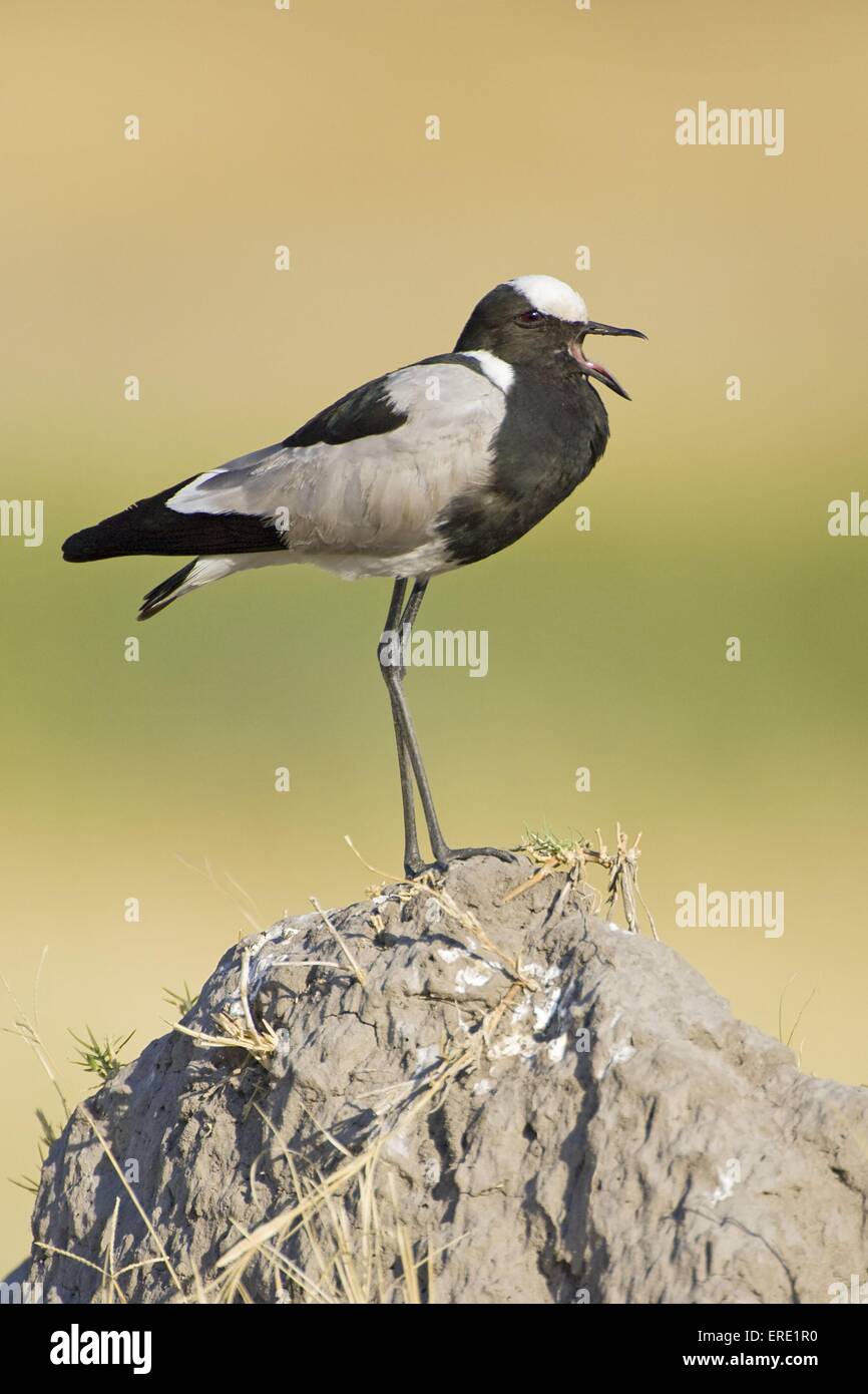 lapwing plover Stock Photo Alamy
