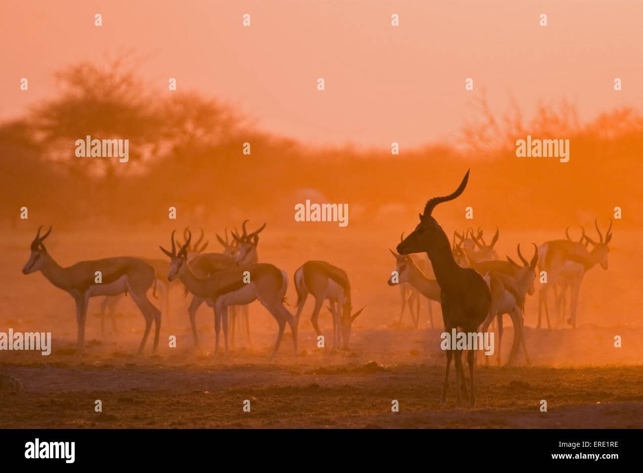 impala and springbok Stock Photo