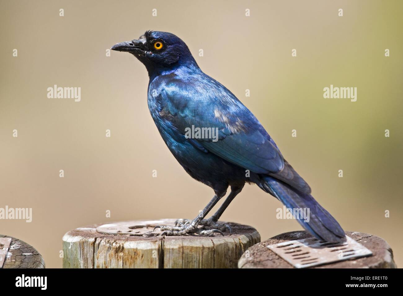 red-shouldered glossy starling Stock Photo