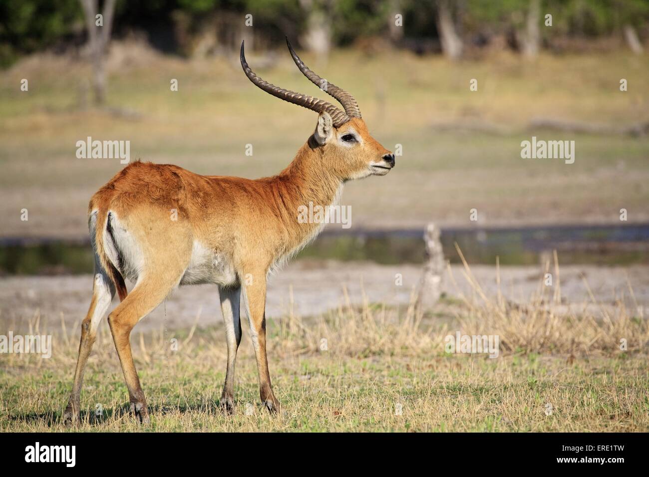 lechwe Stock Photo