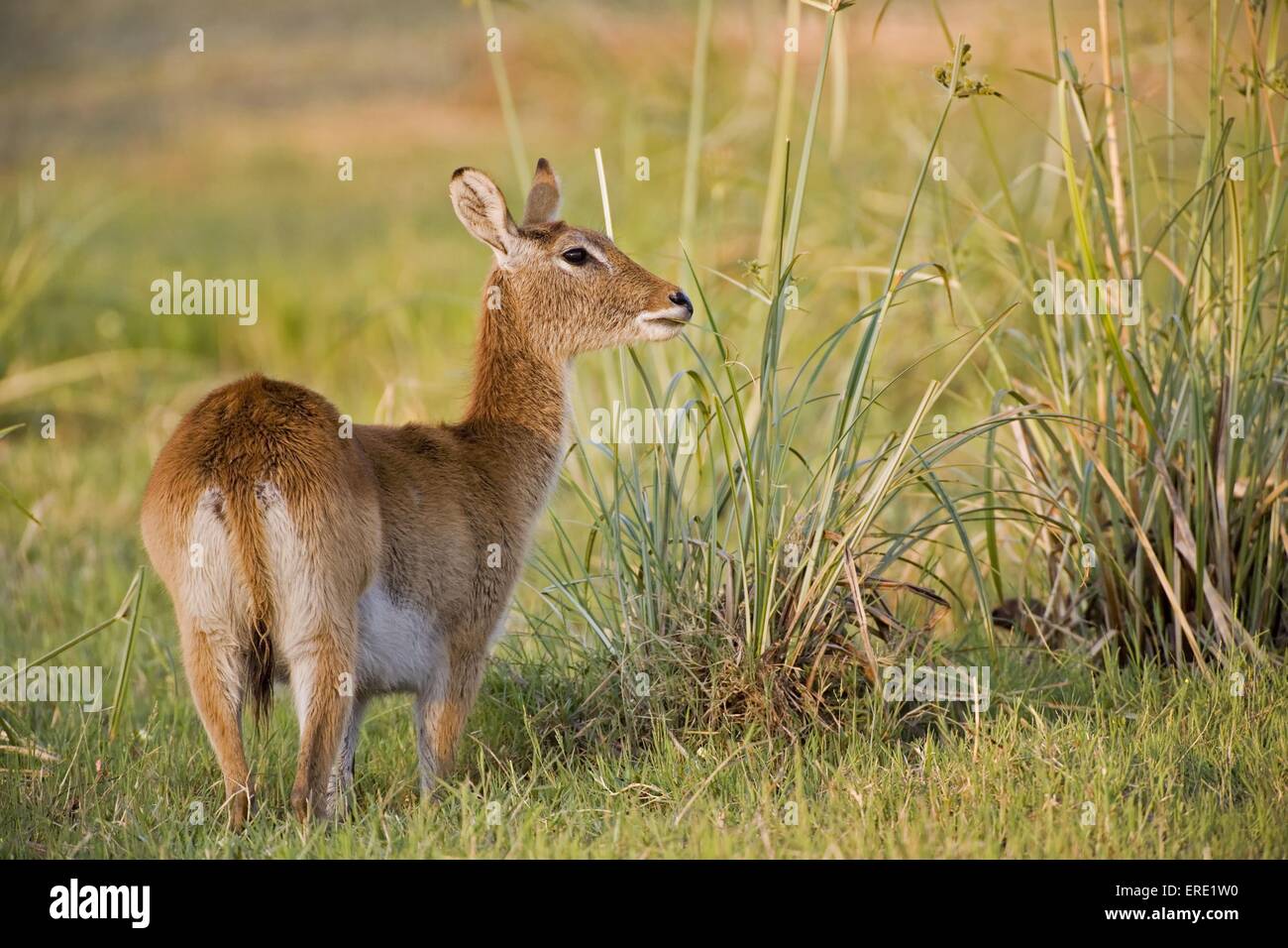 lechwe Stock Photo