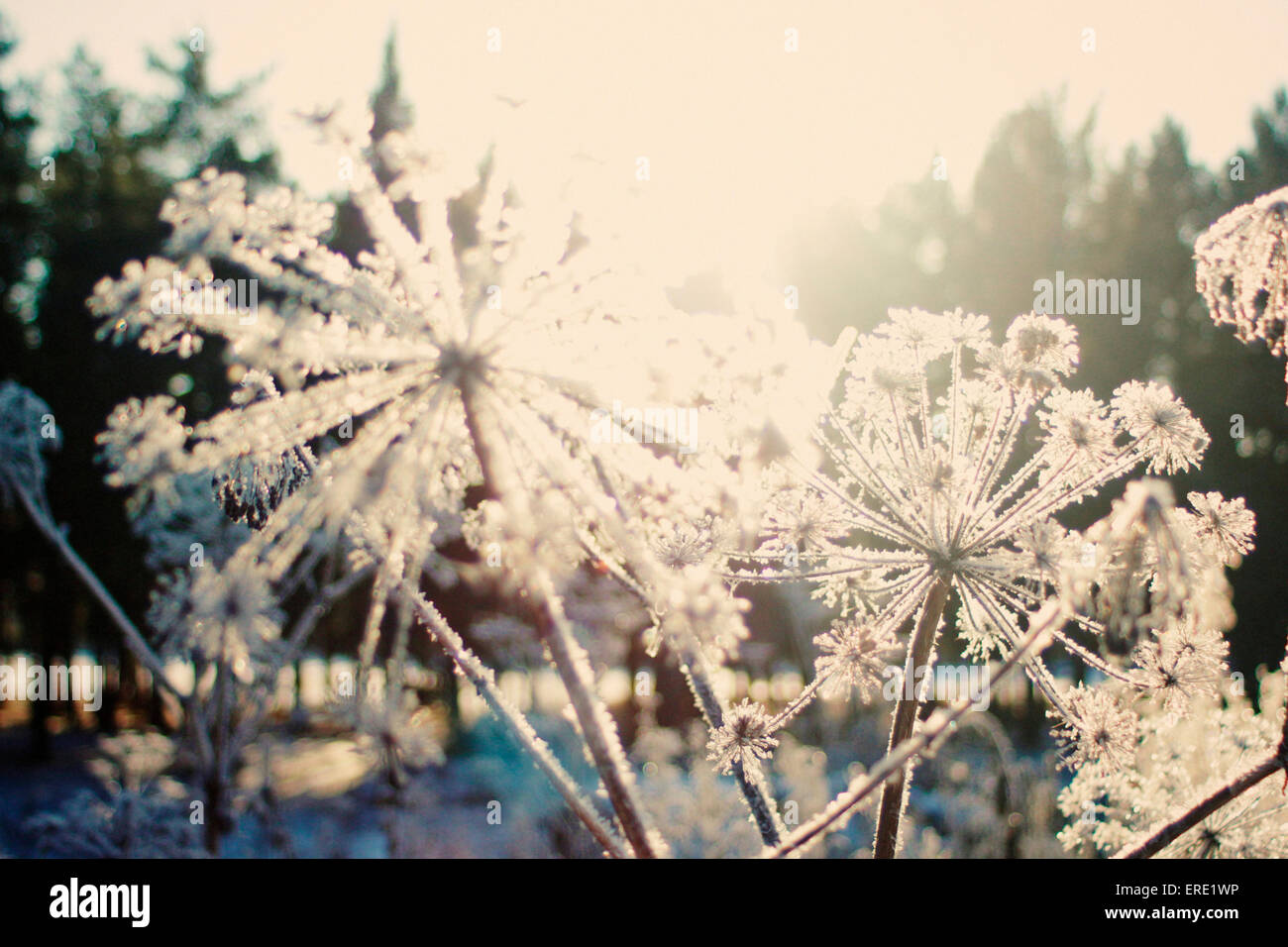 Close up of frozen plants Stock Photo Alamy