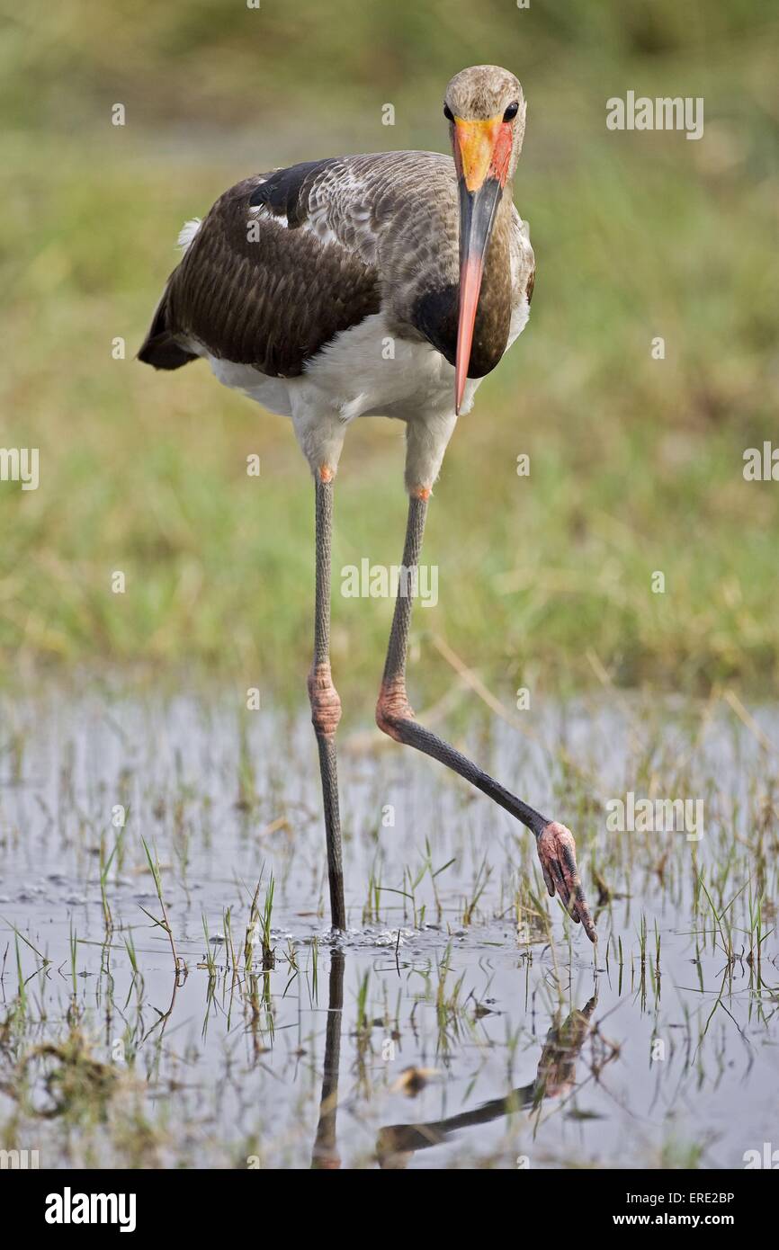 saddle-billed stork Stock Photo