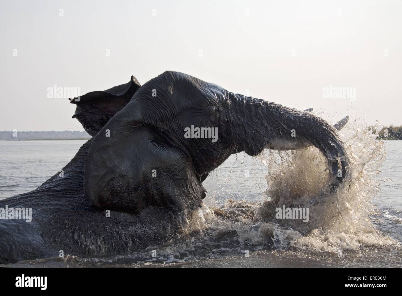 bathing african elephant Stock Photo Alamy
