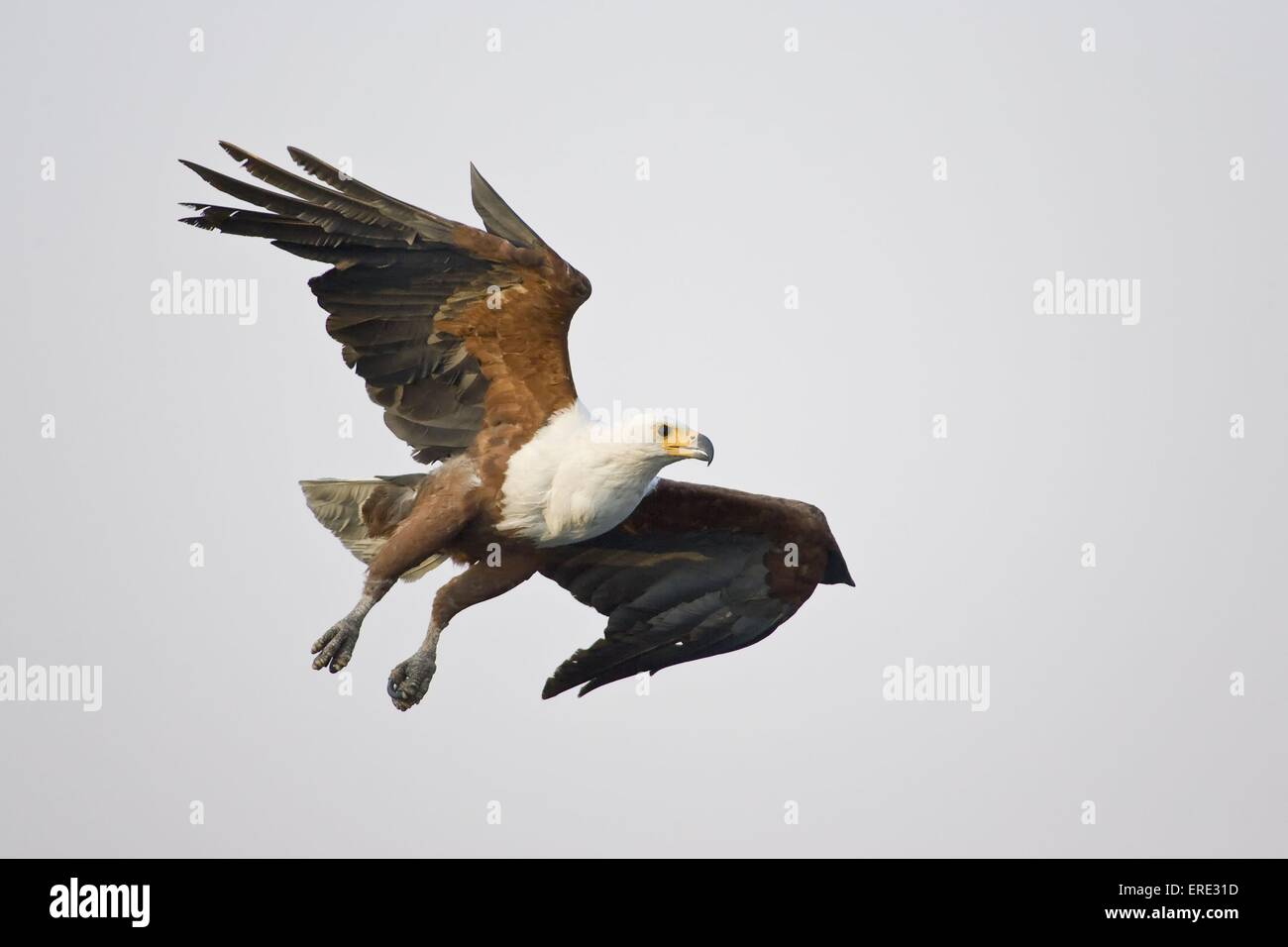 african fish eagle Stock Photo - Alamy