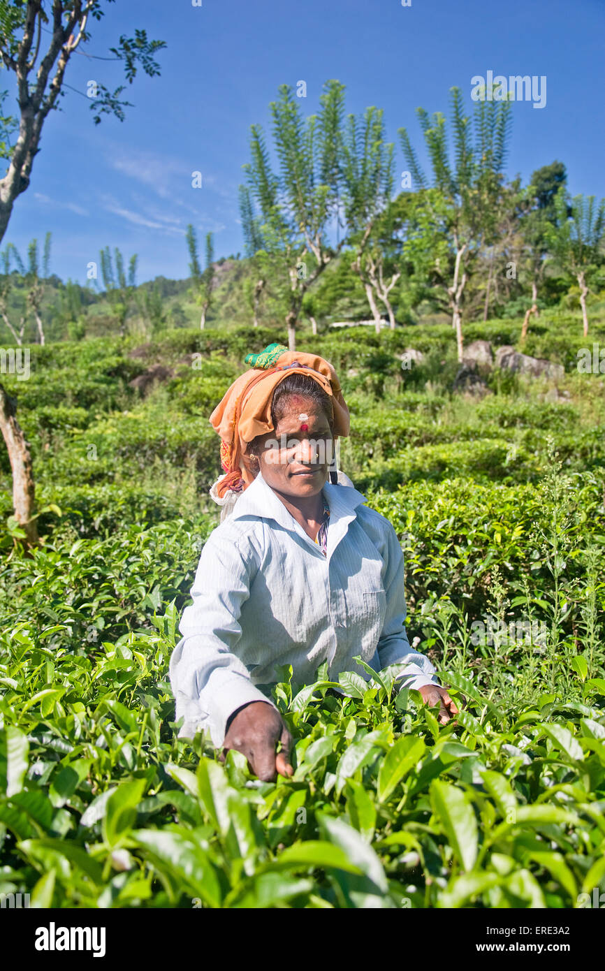 A tamil woman from sri lanka breaks tea leaves Stock Photo Alamy