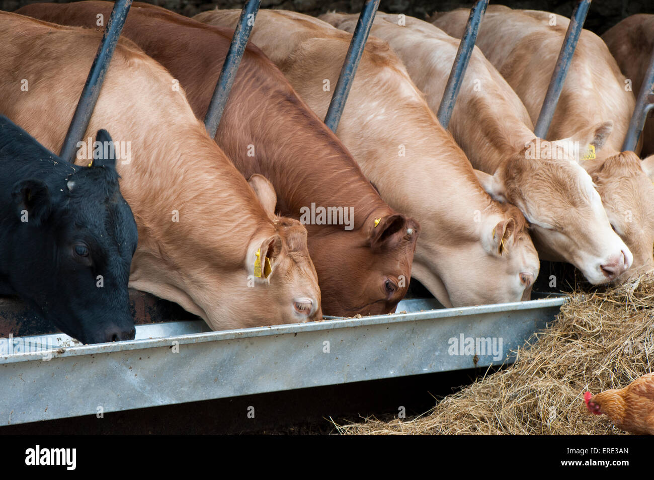 Suckler beef cattle eating food ration from trough, Cumbria, UK Stock Photo Alamy