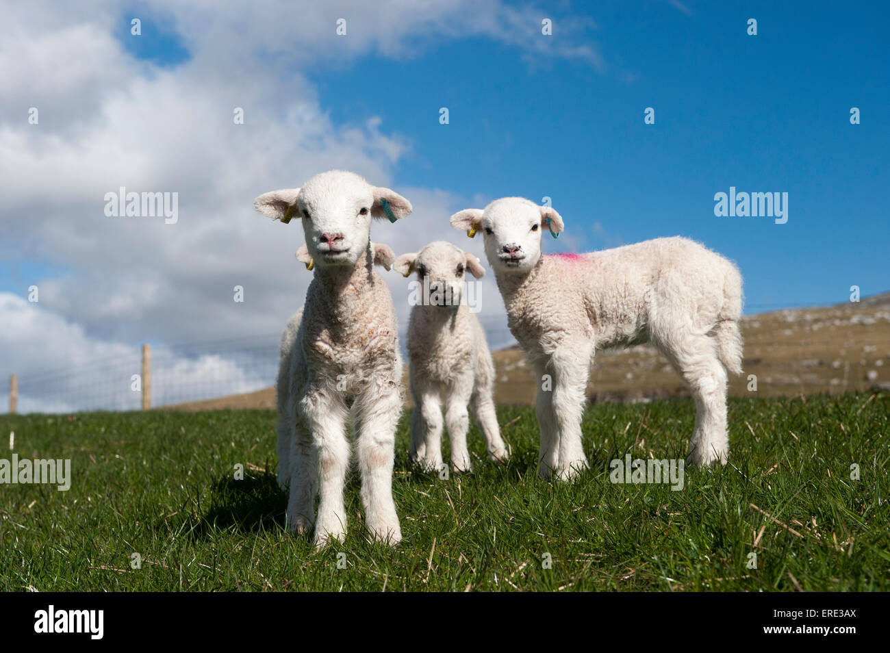 Lambs in spring playing in meadow on a bright sunny day. Cumbria, UK. Stock Photo