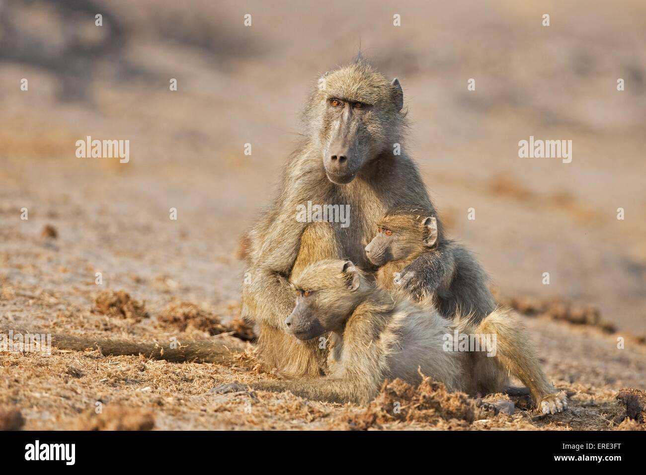 yellow baboons Stock Photo