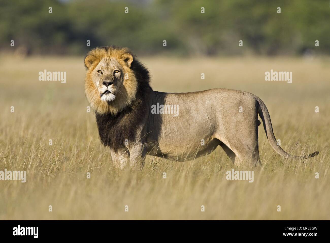 lion Stock Photo