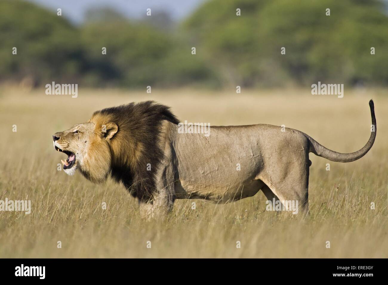 Lion roar horizontal hi-res stock photography and images - Alamy