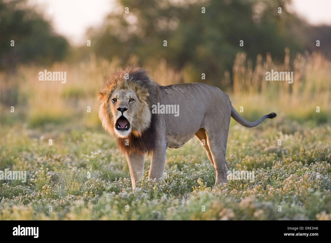 Male lion roaring hi-res stock photography and images - Alamy