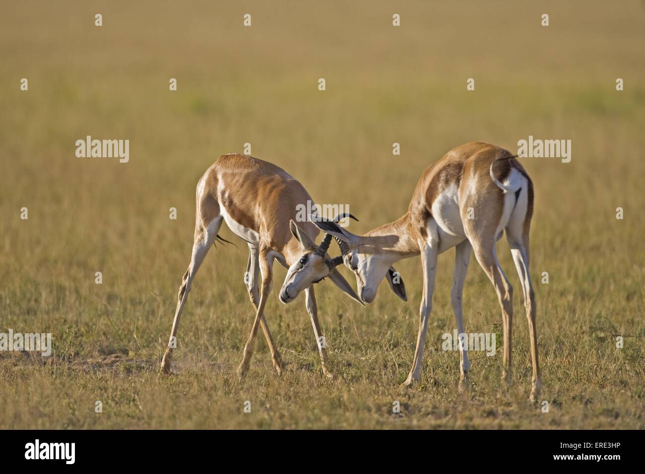 springboks Stock Photo