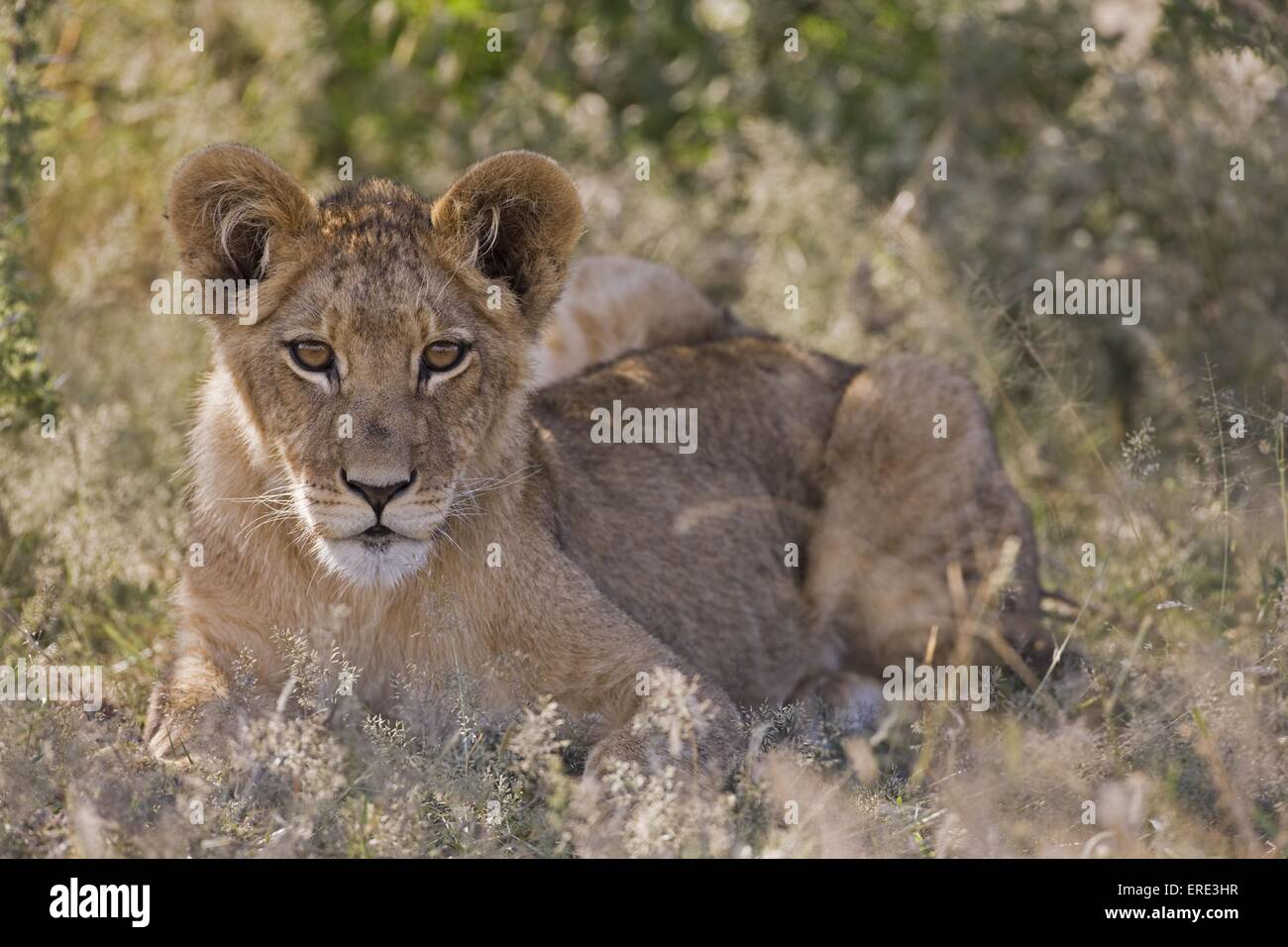 young lion Stock Photo