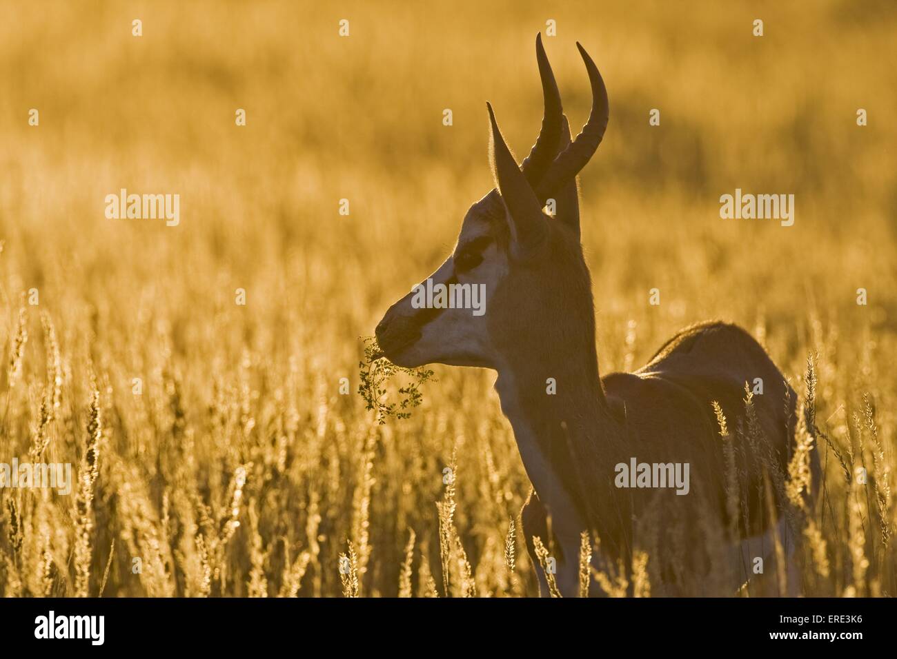 springbok Stock Photo