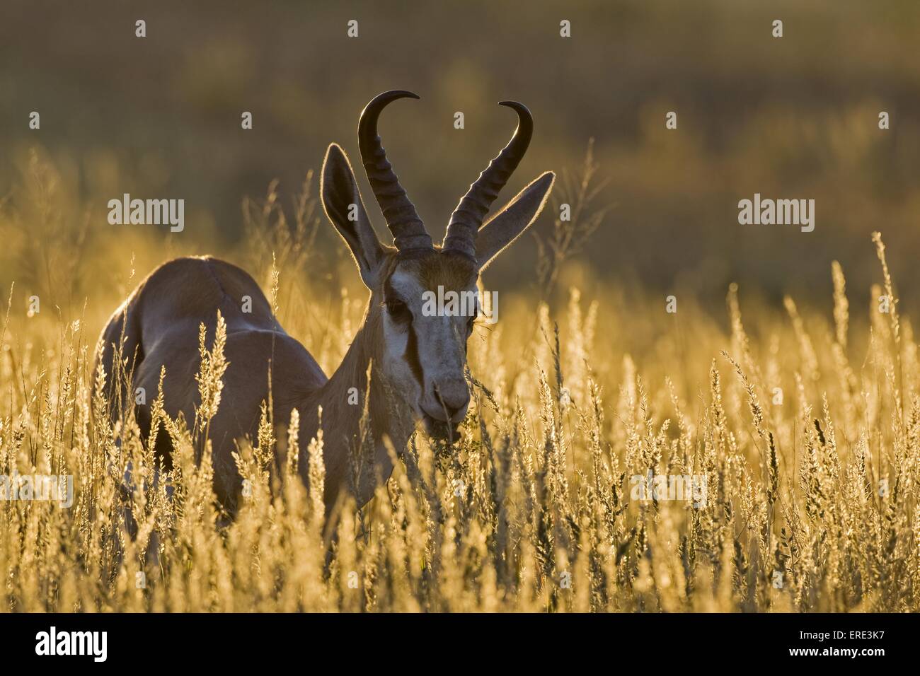 springbok Stock Photo