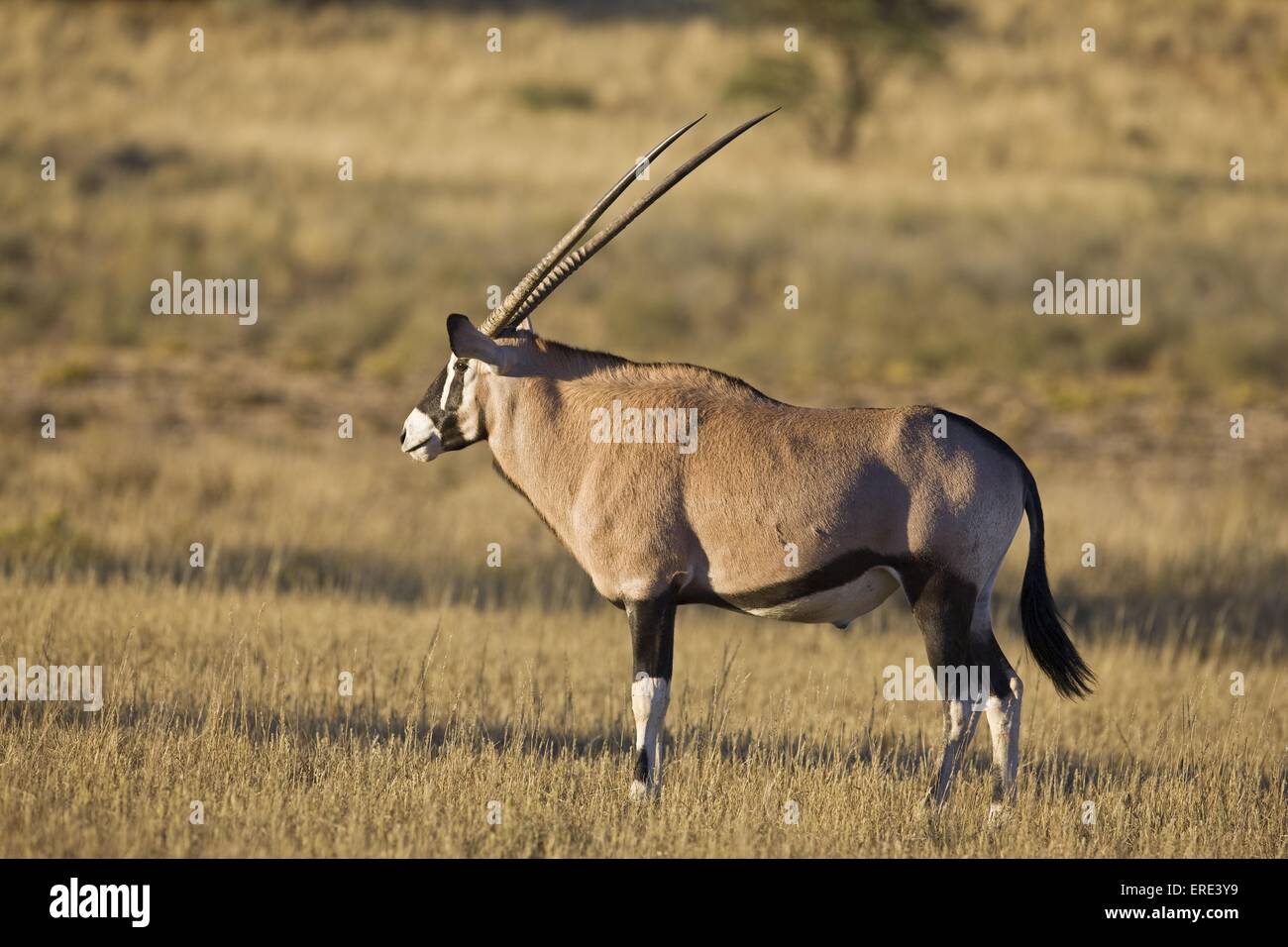 gemsbok Stock Photo