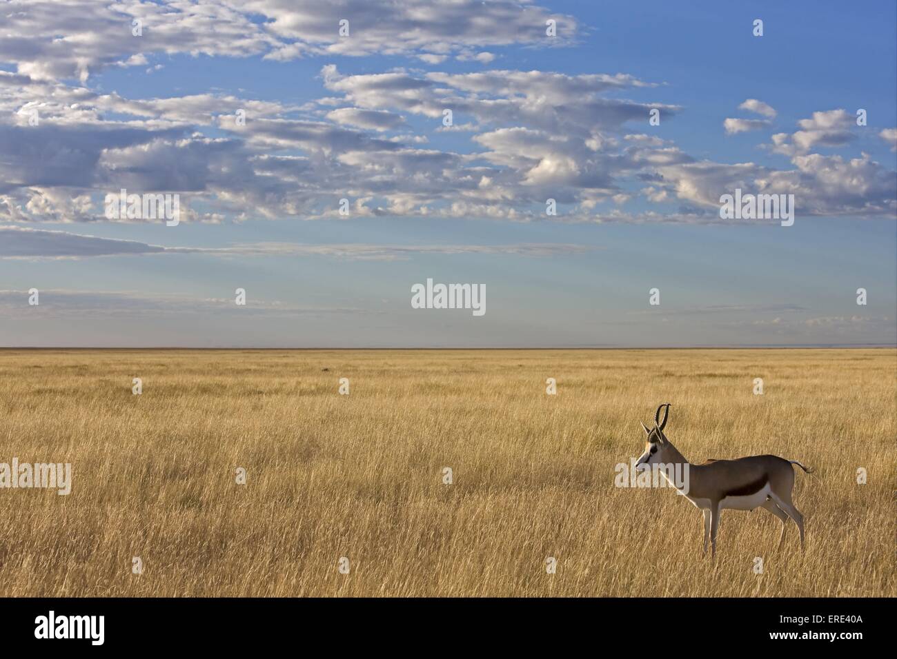 springbok Stock Photo