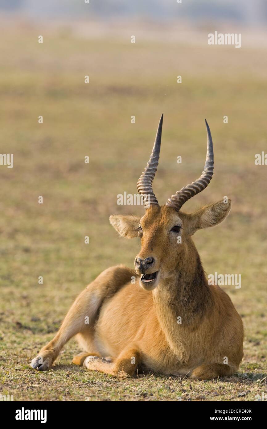 Puku Stock Photo