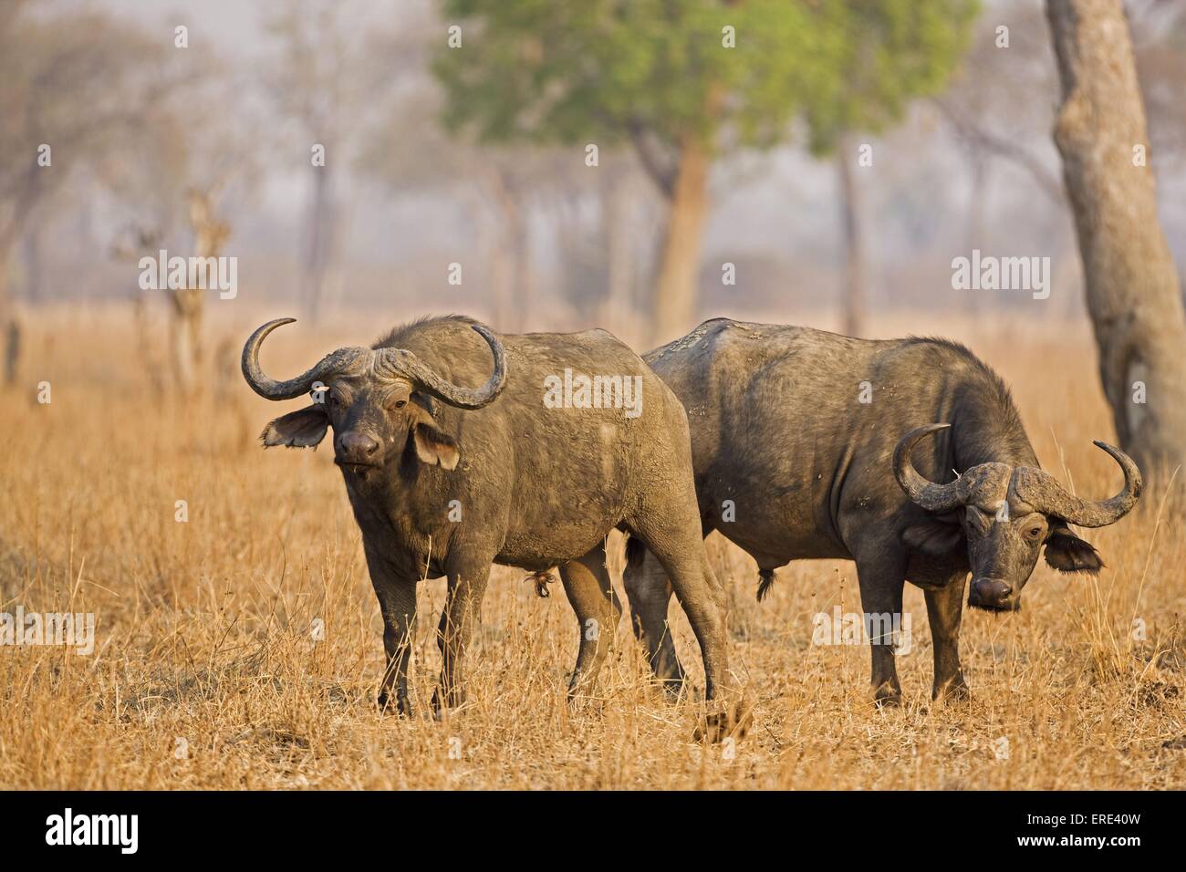 cape buffalos Stock Photo