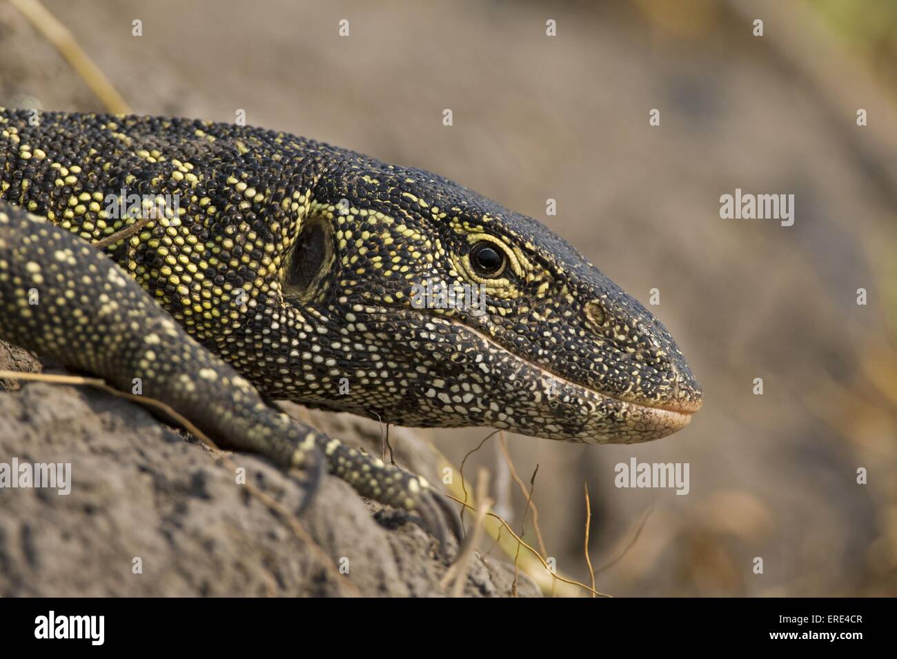 nile monitor Stock Photo