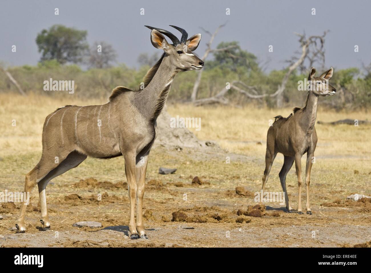 greater kudus Stock Photo