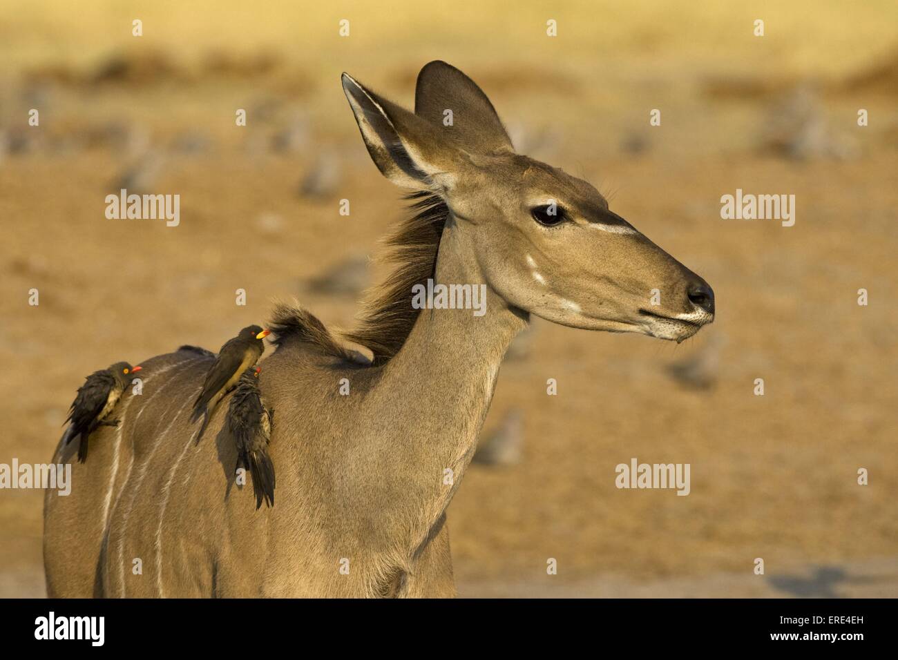 greater kudu Stock Photo